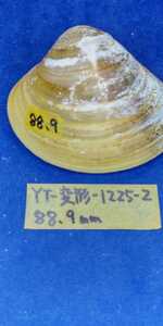 蛤　YT−1225−2　変形珍品　88.9mm1個　江戸前　貝合わせ　貝覆い　ハマグリ　貝殻　標本　材料