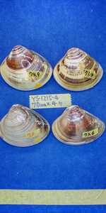 蛤　YS−1215−4　70mm4個　江戸前　貝合わせ　貝覆い　ハマグリ　貝殻　標本　材料