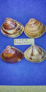 蛤　YS−1215−10　70mm4個　江戸前　貝合わせ　貝覆い　ハマグリ　貝殻　標本　材料