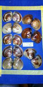 蛤　YS−1217−4　60mm8個　江戸前　貝合わせ　貝覆い　ハマグリ　貝殻　標本　材料