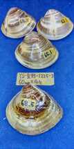 蛤　YS−1225−3　変形珍品60mm4個　江戸前　貝合わせ　貝覆い　ハマグリ　貝殻　標本　材料_画像1
