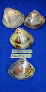 蛤　YS−1225−5　変形珍品60mm4個　江戸前　貝合わせ　貝覆い　ハマグリ　貝殻　標本　材料