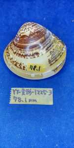 蛤　YT−1225−3　変形珍品　78.1mm1個　江戸前　貝合わせ　貝覆い　ハマグリ　貝殻　標本　材料