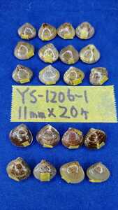 蛤　YS−1206−1　11mm20個　江戸前　貝合わせ　貝覆い　ハマグリ　貝殻　標本　材料