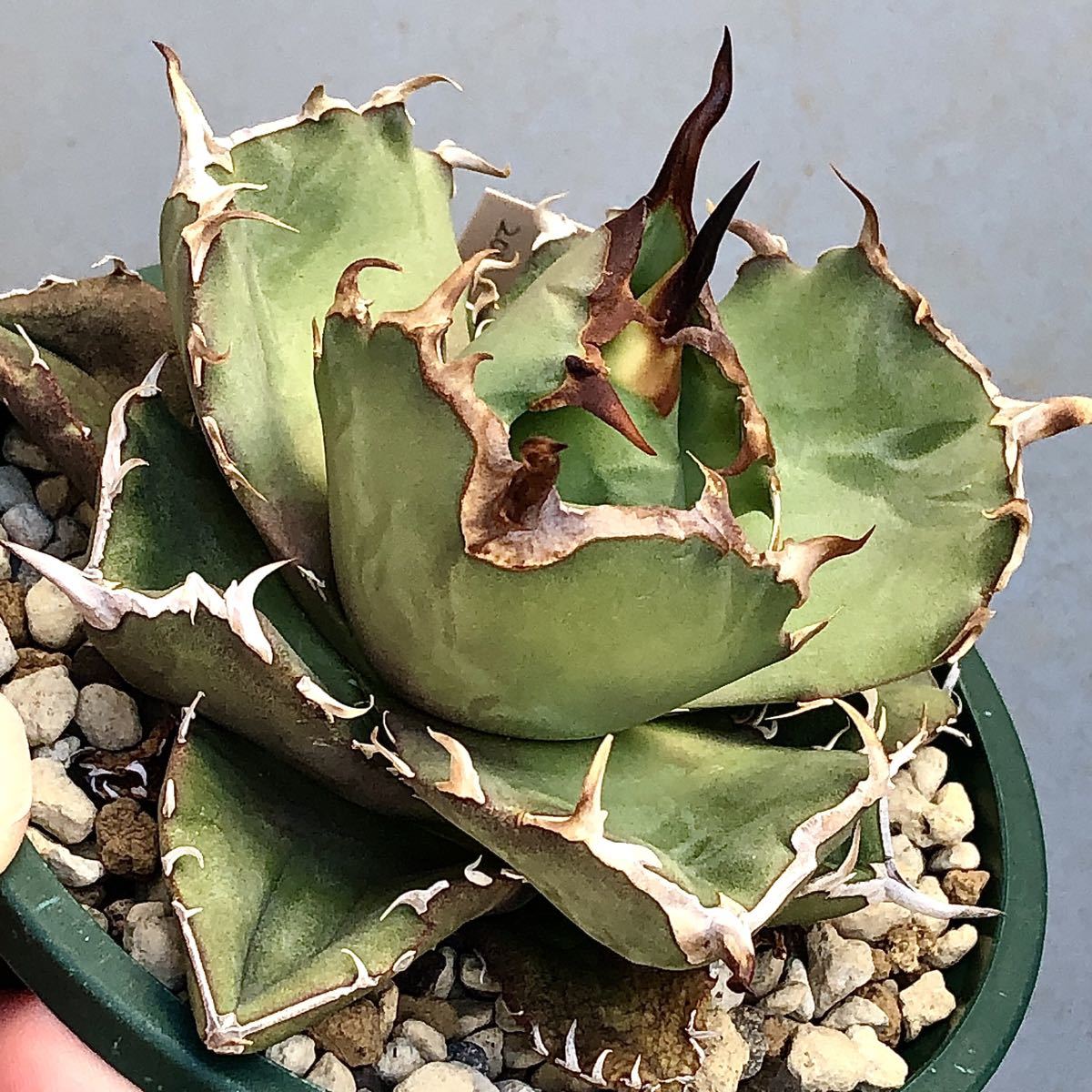 アガベ チタノタ GGコンパクタ Gerard Geling / Agave titanota 梟