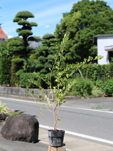 ハマヒサカキ 0.5m 10.5cmポット 苗