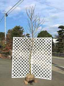  white-blossomed magnolia 2.3m. ground 2 ps sapling 