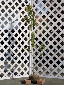 モチノキ 単木 1.5m 露地 苗木