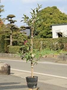 サザンカ タチカン赤花 0.8m 15cmポット 苗