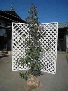 常緑ヤマボウシ 単木 2.5m 露地 苗木