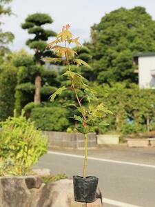 ハウチワカエデ 0.5m 9.0cmポット 苗