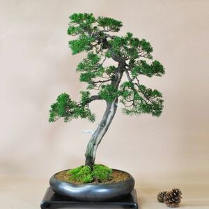  bonsai ... genuine Kashiwa flowers and birds nature's beauty large genuine Kashiwa bonsai gift plant 