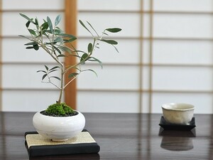 盆栽 オリーブ ミニ盆栽 bonsai ぼんさい おりーぶ 初心者 入門 ギフト ラッピング 人気