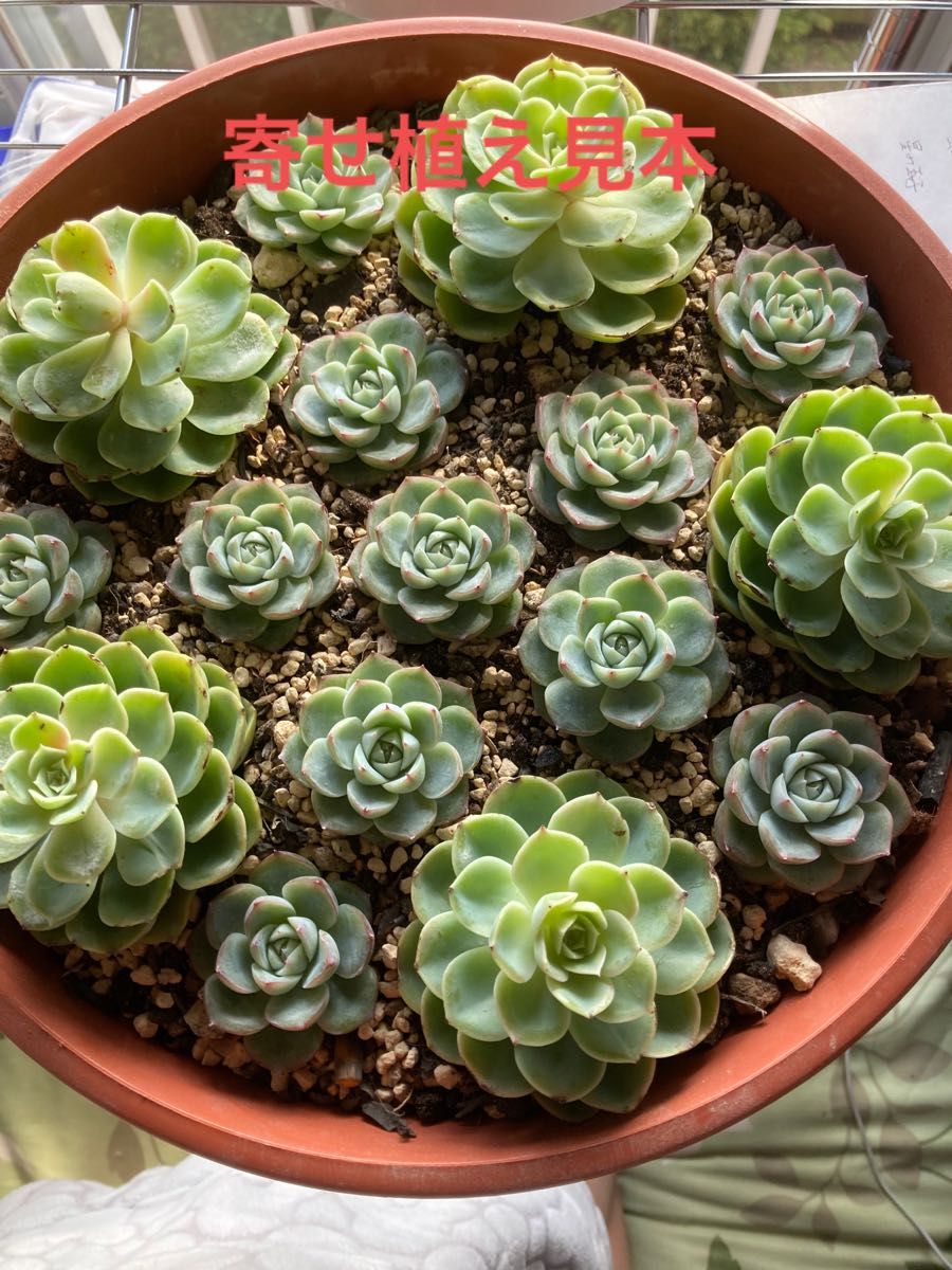 第一ネット メラコ 美苗 韓国苗 多肉植物 カット苗 ecousarecycling.com