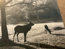 PP-8042 ■送料無料■ 奈良県 大和 春日神社 鹿 動物 子鹿 神社 寺 宗教 風景 景色 レトロ 名所 絵葉書 写真 古写真/くNAら_画像2