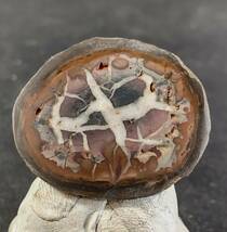 セプタリアン （ septarian ） ドラゴンストーン 亀甲石 ペア　② 産地 モロッコ_画像3