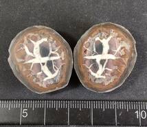 セプタリアン （ septarian ） ドラゴンストーン 亀甲石 ペア　② 産地 モロッコ_画像1