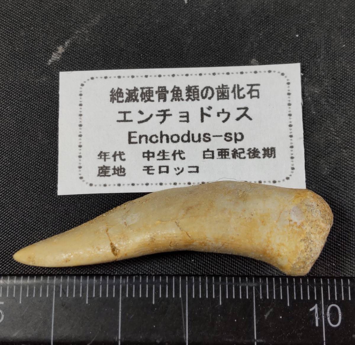 おすすめ特集 古代魚化石 大振化石標本 魚の化石 原石鑑賞石 共箱 全長