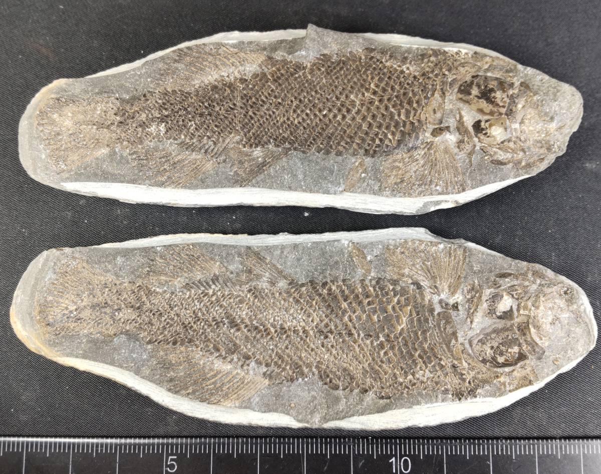 おすすめ特集 古代魚化石 大振化石標本 魚の化石 原石鑑賞石 共箱 全長