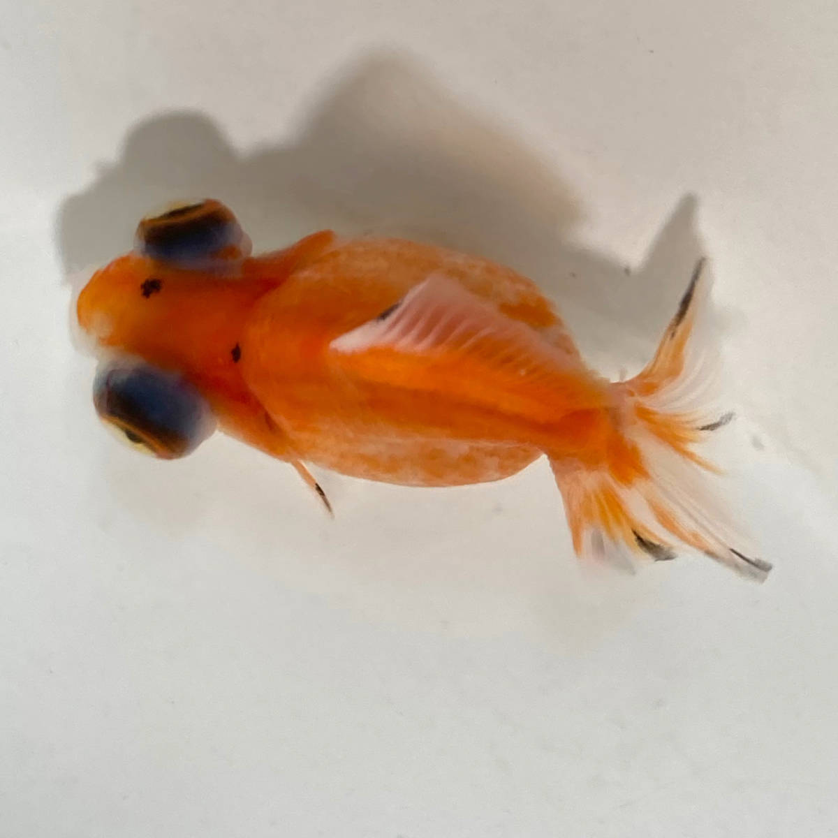 に値下げ! マイセン MEISSEN デメキン 出目金 金魚 フィギュリン 置物