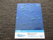 北海道大学 野生のクロマグロ 魚カード 黒マグロ 動画 QRコード 027 カード コレクション 鮪 くろまぐろ_画像1