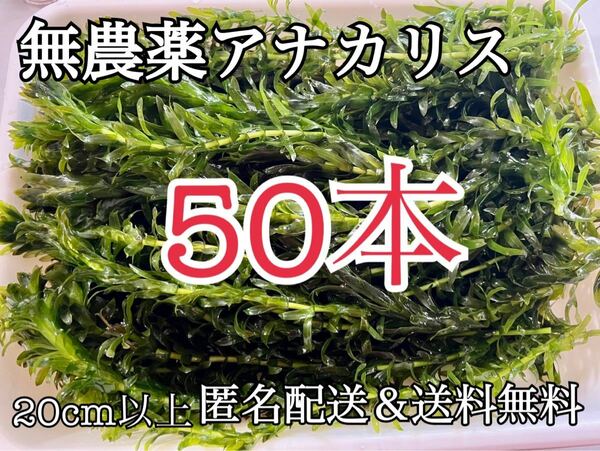 送料無料 50本20cm以上 無農薬アナカリス(オオカナダモ)アクアリウム餌水草 ザリガニエビ金魚メダカ金魚草日本淡水魚 水草