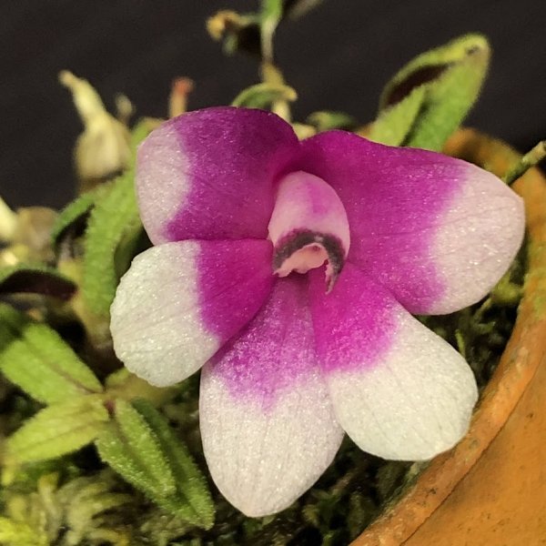 Lepanthes Tigurina レパンテス原種レア 小型ラン パルダリウム