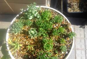 ヤフオク アルブカ コンコルディアナム 観葉植物 の落札相場 落札価格 ヤフオク アルブカ コンコルディアナム 観葉植物 の落札相場 落札価格