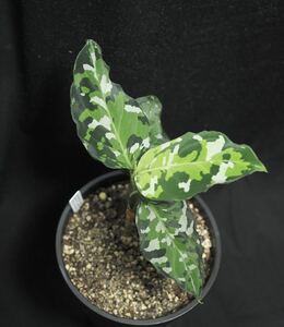 Aglaonema pictum var. tricolor アンダマン諸島　ポートブレア北部地域産　アグラオネマ　アンダマン