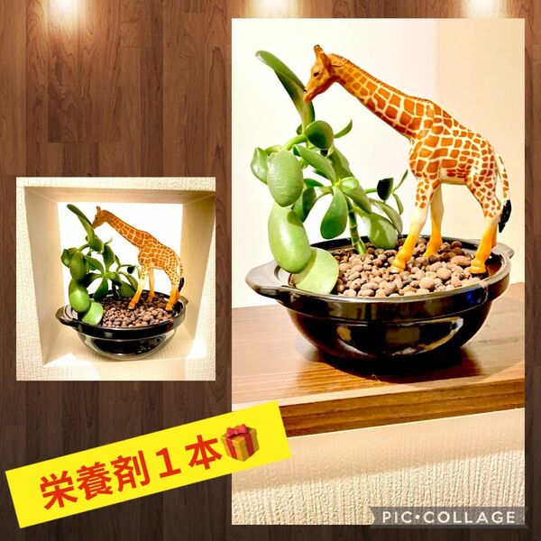 観葉植物　金の成る木　多肉植物