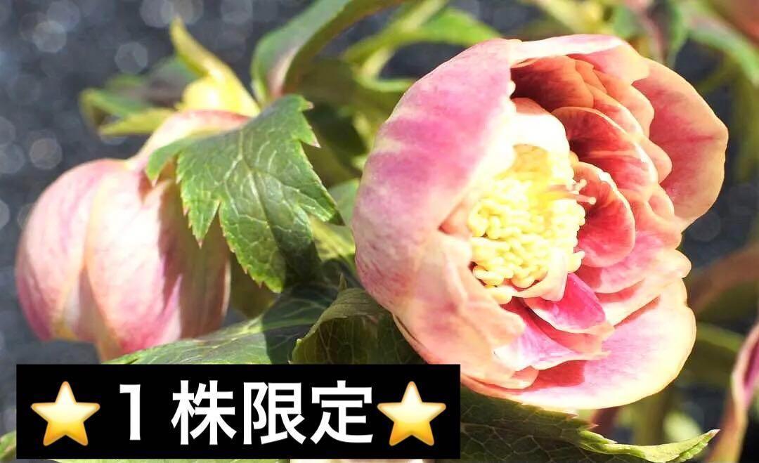 スノーブルー 440⭐️開花株 ⭐️極上品セレクト♪♪【Pink Niger