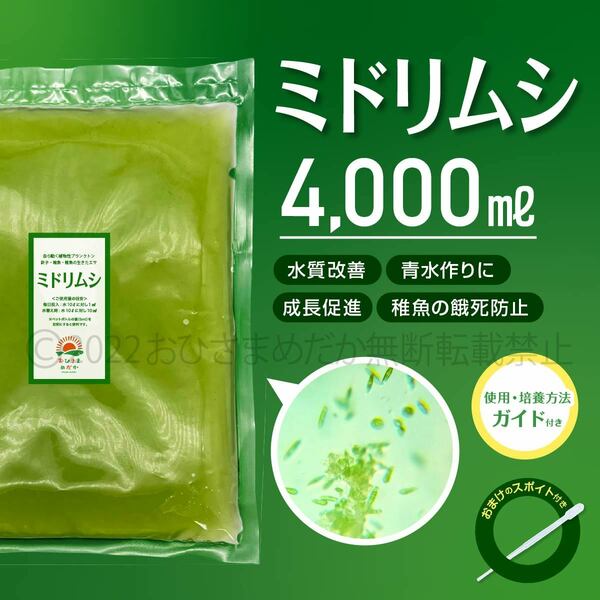 【ミドリムシ　種水　4000ml　送料無料】 めだか　メダカ　針子　エサ 稚魚 ベタ　psb　 金魚　ミジンコ　クロレラ　ゾウリムシ などに