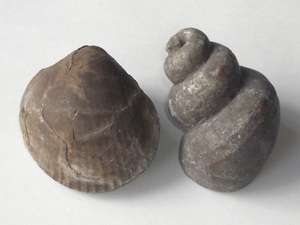 貝化石 2点 詳細不明 二枚貝 巻貝 貝類 貝殻 標本 化石