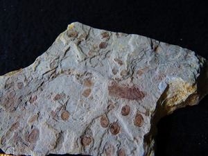 ★澄江（チェンジャン）★カンブリア紀前期約5億年前の化石 昆虫100％天然です★87ｍｍｘ75ｍｍ★tr13677