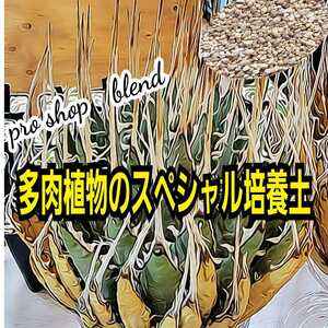  agave exclusive use potting soil specialty shop . feedstocks . prejudice eminent combination . finished ... special selection goods this 1. in case of being perfectly rearing OK. succulent plant general .