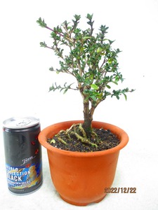 白鳥花の値段と価格推移は 49件の売買情報を集計した白鳥花の価格や価値の推移データを公開 白鳥花の値段と価格推移は 49件の売買情報を集計した白鳥花の価格や価値の推移データを公開