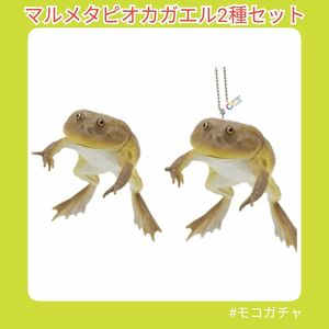 【マルメタピオカガエル2種セット】ネイチャーテクニカラー　モノ+　ガチャ