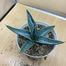 アガベ　ニッケルシー　フェルディナンディレジス 笹吹雪　Agave nickelsiae (Agave ferdinandi-regis) 多肉植物 レアな　アガベ　_画像4