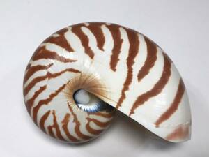 オウムガイ Nautilus pompilius 124mm