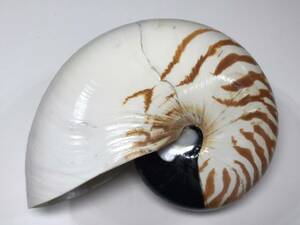 オウムガイ Nautilus pompilius 167mm.lip filed. 台湾