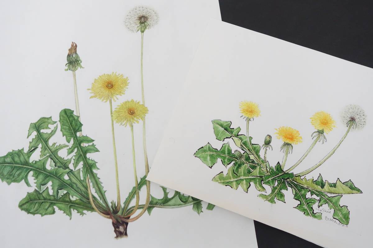 Modern Art Art*Botanical Art Botanical Painting Handwritten Authenticity Guaranteed*Work Title: Western Dandelion*Author: Funaseko Yoshie, painting, watercolor, Nature, Landscape painting