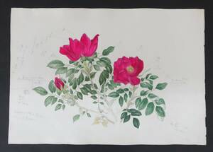 Art hand Auction 近代芸術 アート *BOTANICAL ボタニカルアート 植物画 肉筆 真作保証 *制作途中作品 *作者 船迫吉江 Funaseko Yoshie, 絵画, 水彩, 自然, 風景画