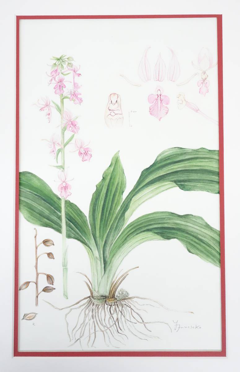 현대 미술 미술*식물 미술 식물 그림 손으로 쓴 진위 보장*옥시리빈 오쿠시리 섬의 꽃*후나세코 요시에 *고급 나무 프레임, 그림, 수채화, 자연, 풍경화