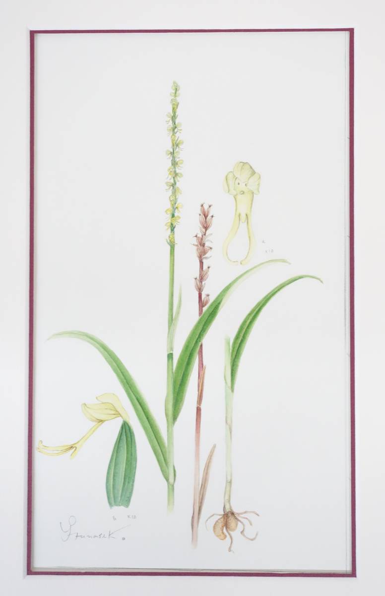现代艺术 艺术 *BOTANICAL ART 植物艺术 植物绘画 手写真品保证 *作品名称未知 *作者 Funaseko Yoshie, 绘画, 水彩, 自然, 山水画