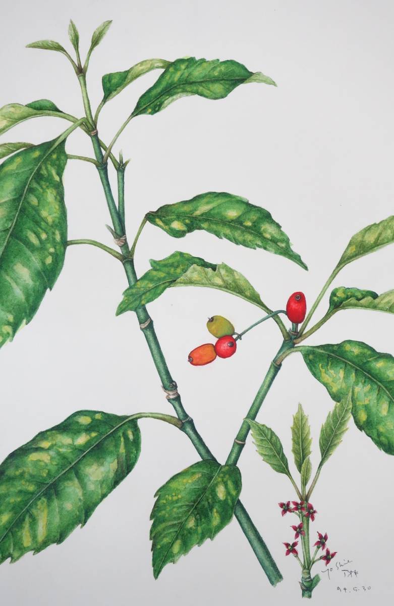 현대 미술 미술 *BOTANICAL 식물 미술 식물 그림 손으로 쓴 진위 보장 *작품명 아오키 *저자 후나세코 요시에, 그림, 수채화, 자연, 풍경화