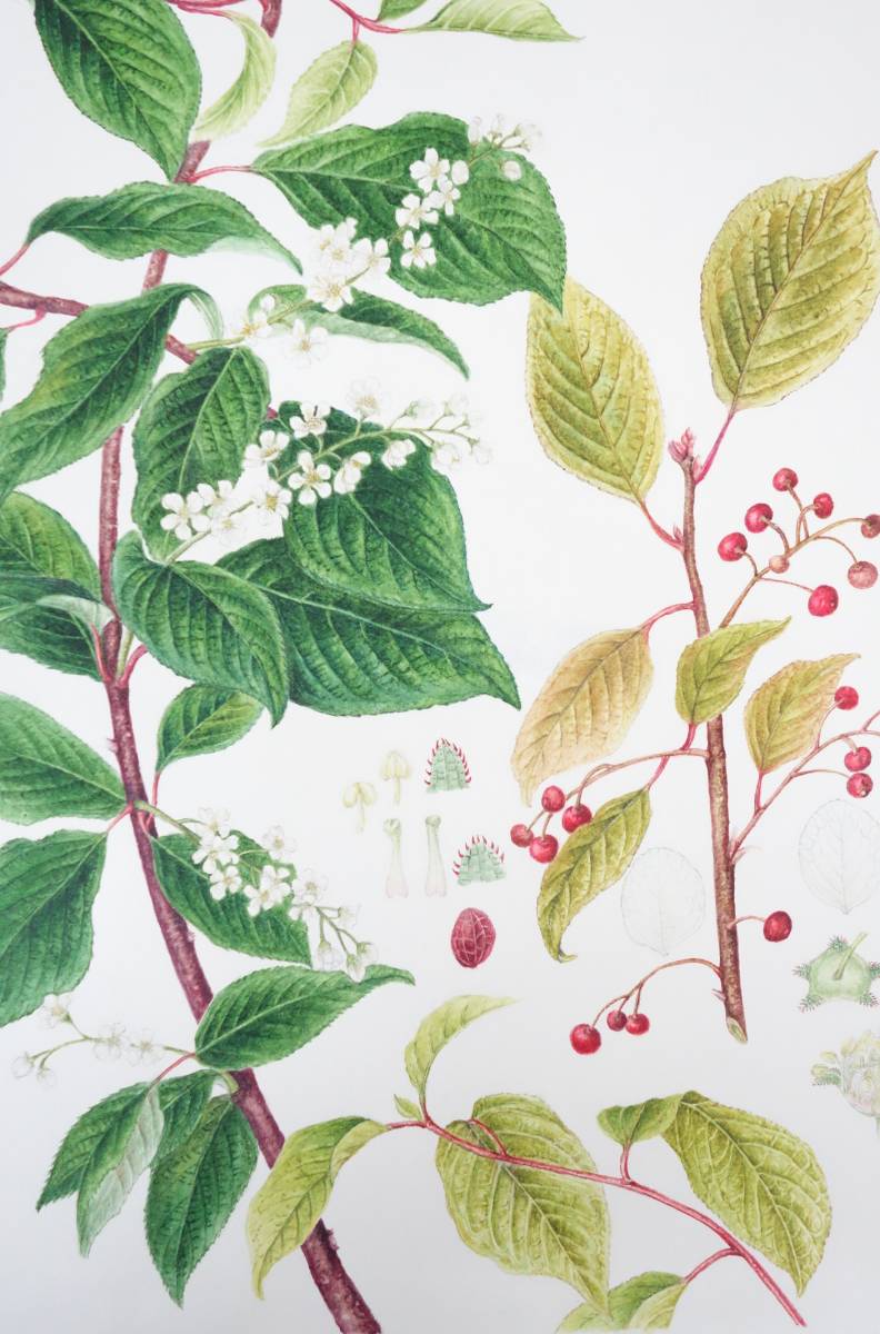 현대 미술 *BOTANICAL 식물 예술 식물 예술 손으로 그린 진품임을 보장 *제목 미상 *작가 Yoshie Funaseko, 그림, 수채화, 자연, 풍경화