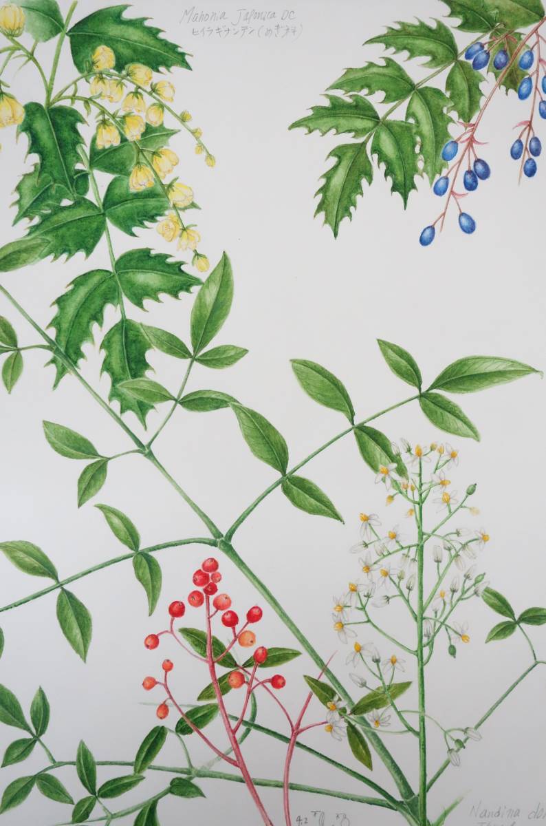 Modern Art Art *Botanical Art Botanical Painting Hand Painted Authenticity Guaranteed* Nanten (Nanten) Holly Ginnanten (Hiragi Nanten) * Funaseko Yoshie, painting, watercolor, Nature, Landscape painting