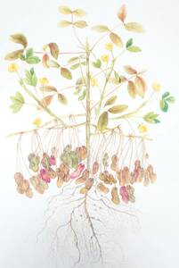 Art hand Auction 近代芸術 アート*BOTANICAL ボタニカルアート 植物画 肉筆 真作保証 *作品名 落花生 ラッカセイ*作者 船迫吉江 Funaseko Yoshie, 絵画, 水彩, 自然, 風景画