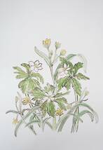 近代芸術　アート　 ＊BOTANICAL 　ボタニカルアート　植物画　 肉筆　真作保証 ＊作品名　不明　 ＊作者　船迫吉江　Funaseko Yoshie　_画像1