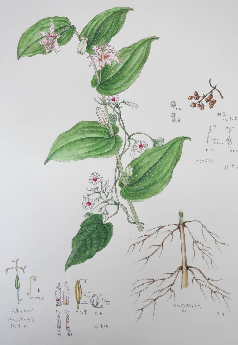 近代芸術*ボタニカルアート 植物画 肉筆 真作保証*ヤマジノホトトギス 山路の杜鵑草 ヘクソカズラ 屁糞葛*船迫吉江 Funaseko Yoshie, 絵画, 水彩, 自然, 風景画